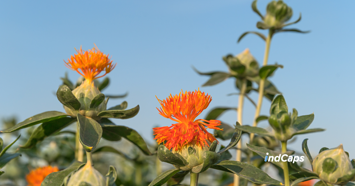 Óleo de Cártamo: tipos e o que fornecem ao organismo